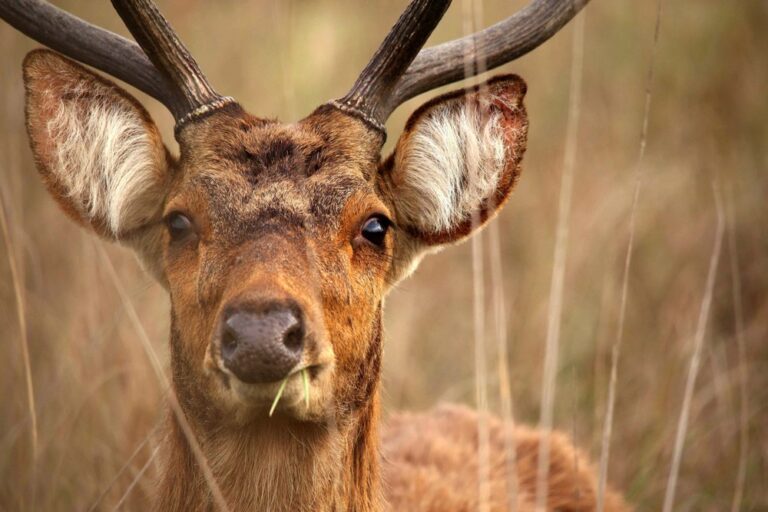Read more about the article Kanha National Park