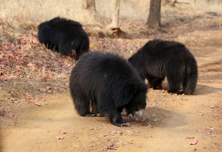 Read more about the article Daroji Sloth Bear Sanctuary