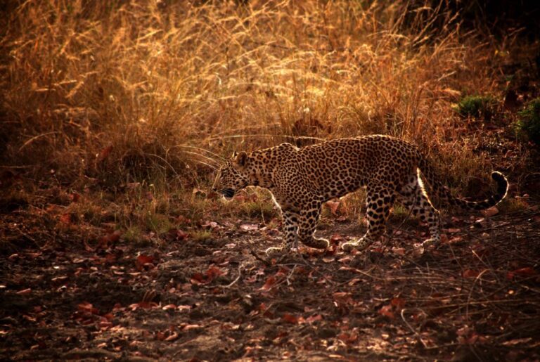 Read more about the article Satpura National Park
