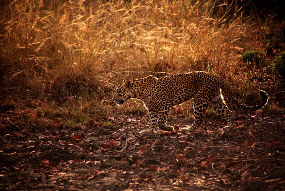 You are currently viewing Satpura National Park