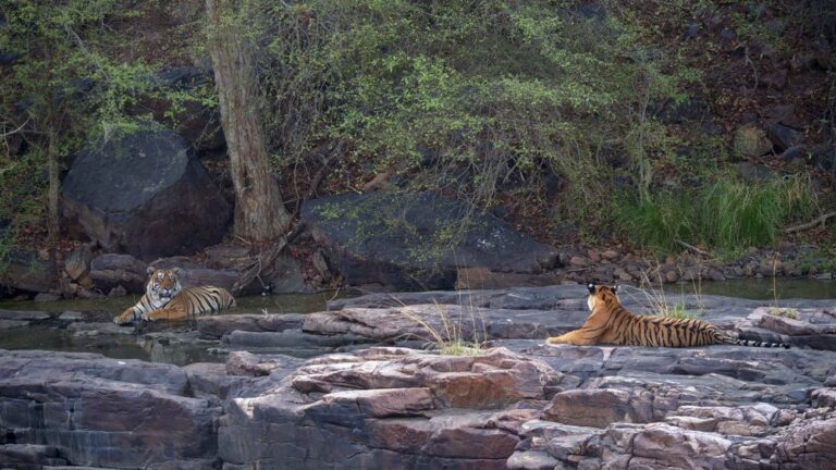 Read more about the article Ranthambore National Park