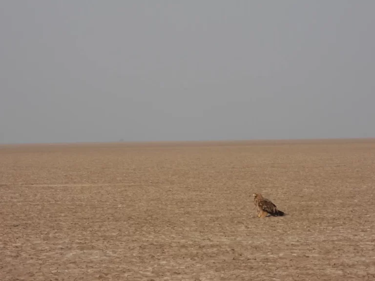 Read more about the article Little Rann of Kutch