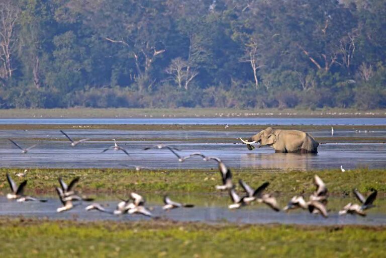 Read more about the article Kaziranga National Park And Tiger Reserve