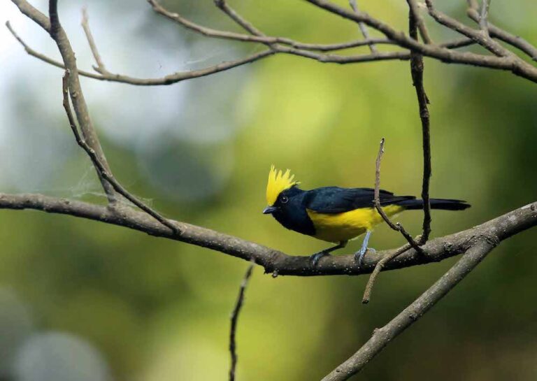 Read more about the article Manas National Park