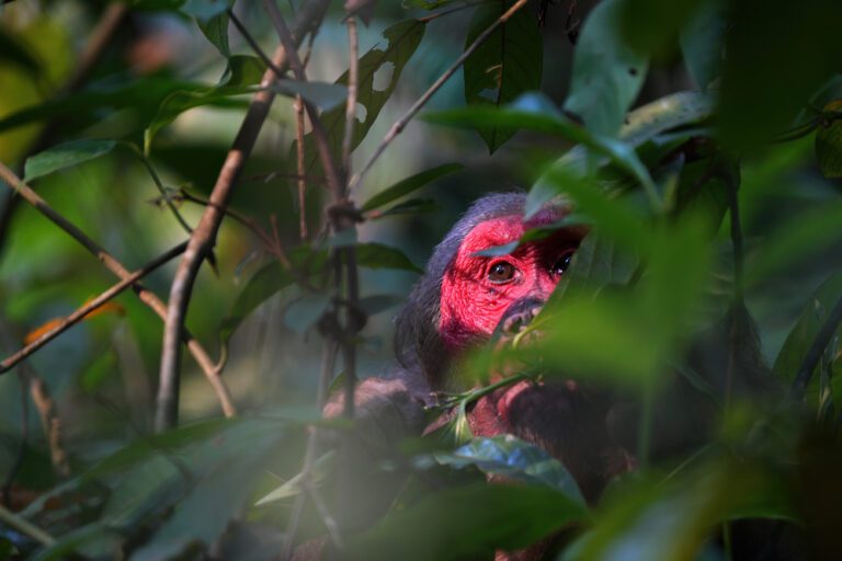 Read more about the article Hoollongapar Gibbon Sanctuary
