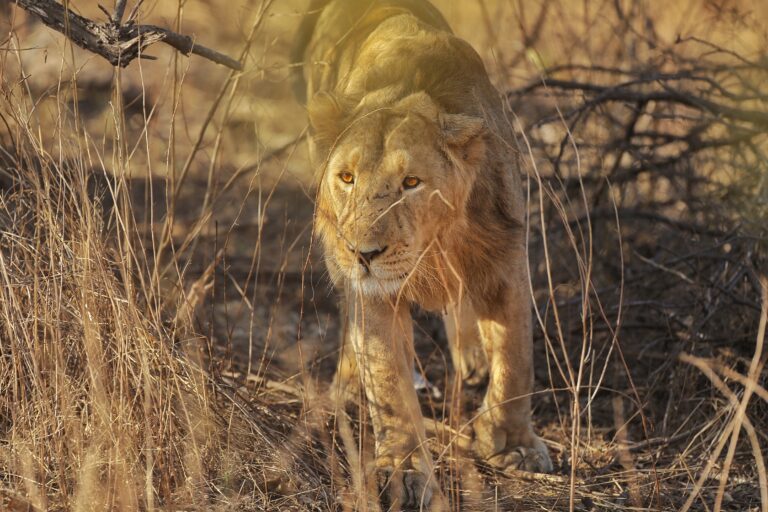 Read more about the article Sasan Gir National Park