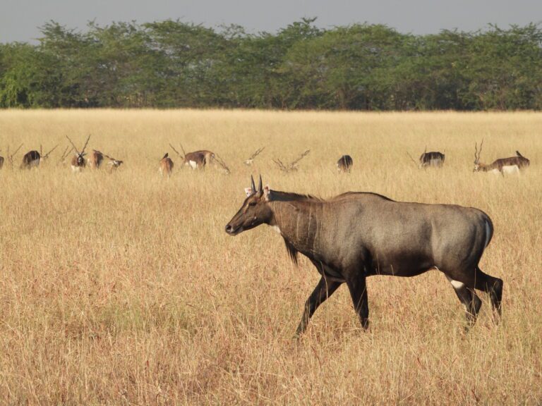 Read more about the article Blackbuck National Park – Velavadar