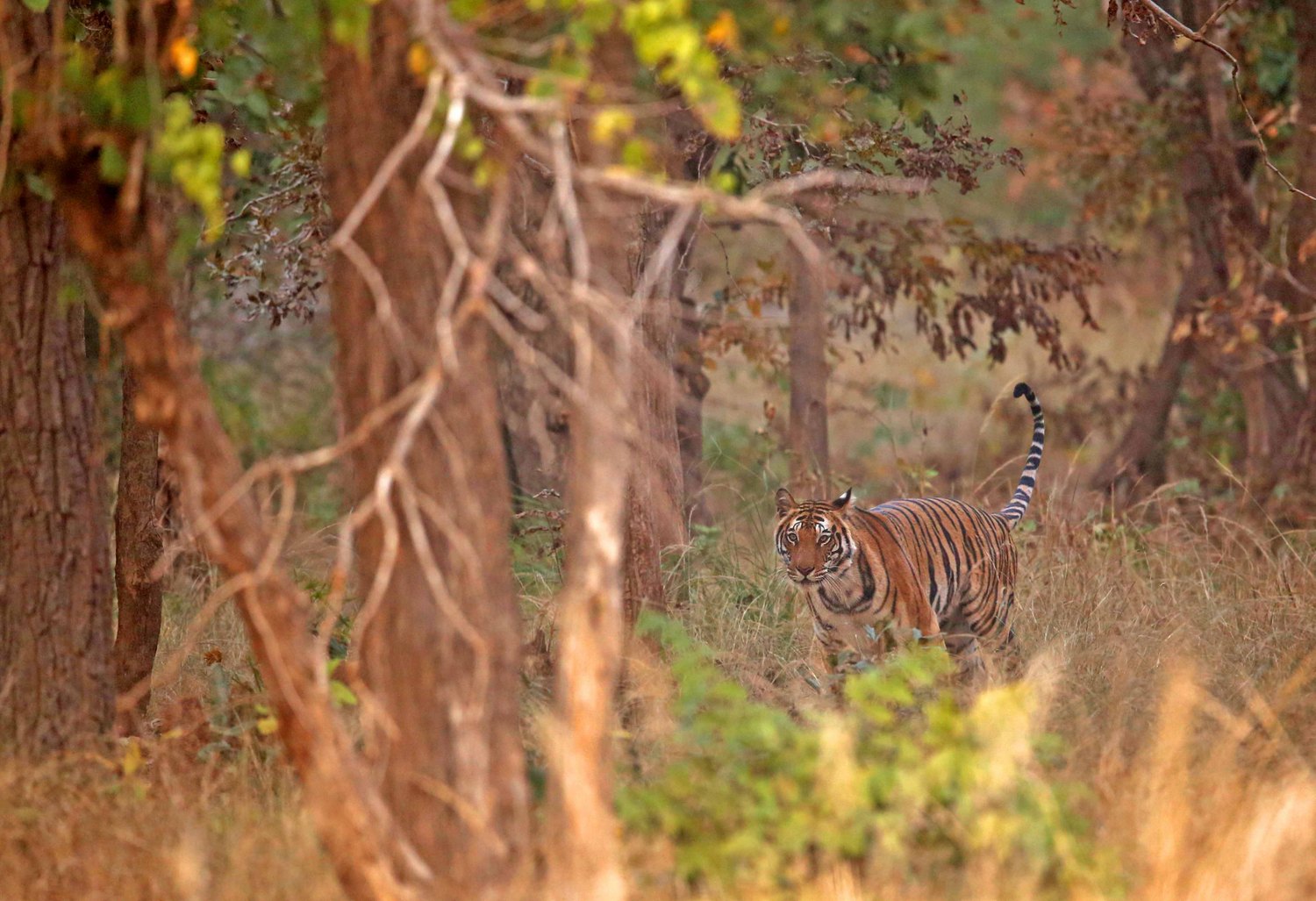 You are currently viewing Bandhavgarh National Park
