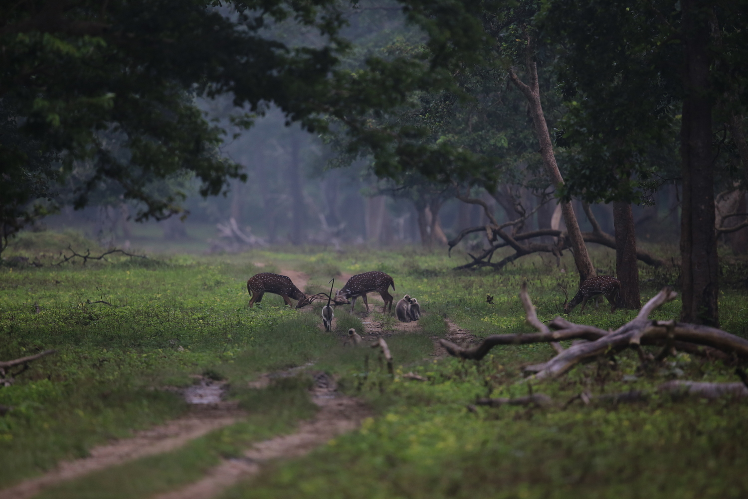 You are currently viewing Kabini – Nagarhole National Park