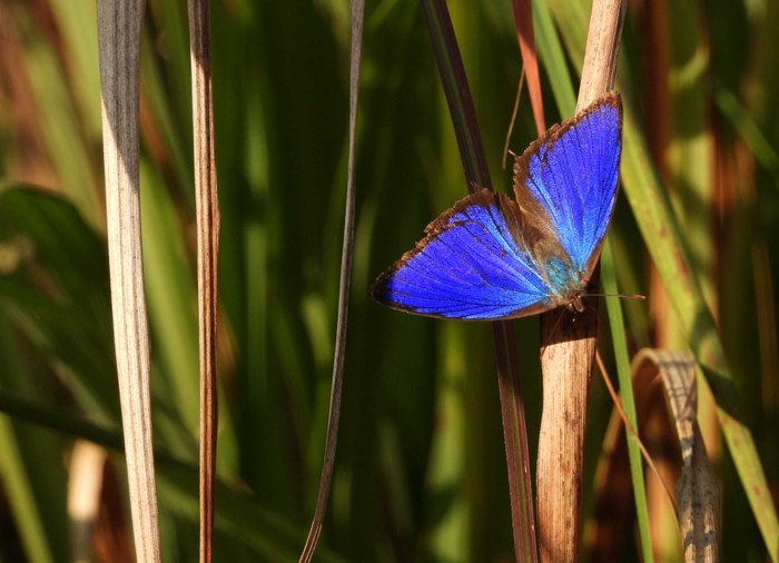 Read more about the article The Nilgiri Biosphere Reserve